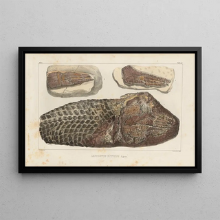 Louis Agassiz - Recherches sur les poissons fossiles Pl179.webp