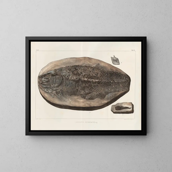 Recherches sur les poissons fossiles - Louis Agassiz — cuadro enmarcado en la pared
