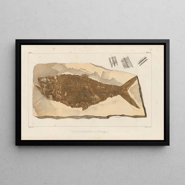 Recherches sur les poissons fossiles Pl194 - Louis Agassiz — framed artwork on a wall