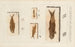 Investigaciones sobre los peces fósiles Pl195 - Louis Agassiz — vista de la obra