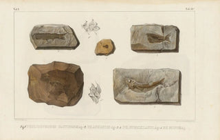 Louis Agassiz - Recherches sur les poissons fossiles Pl196.webp