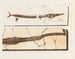 Recherches sur les poissons fossiles - Louis Agassiz — artwork view