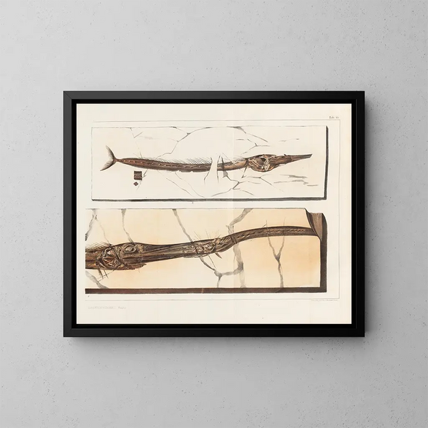 Recherches sur les poissons fossiles - Louis Agassiz — cuadro enmarcado en la pared