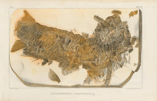 Louis Agassiz - Recherches sur les poissons fossiles Pl202.webp