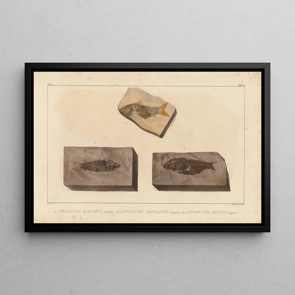 Recherches sur les poissons fossiles Pl205 - Louis Agassiz — framed artwork on a wall