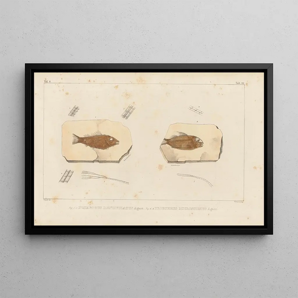 Louis Agassiz - Recherches sur les poissons fossiles Pl206.webp
