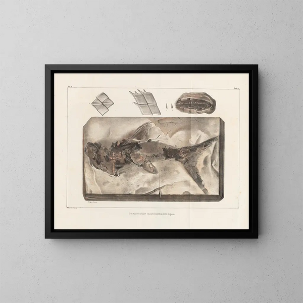 Investigaciones sobre los peces fósiles - Louis Agassiz — cuadro enmarcado en la pared