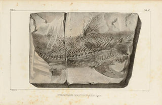 Louis Agassiz - Recherches sur les poissons fossiles Pl211.webp