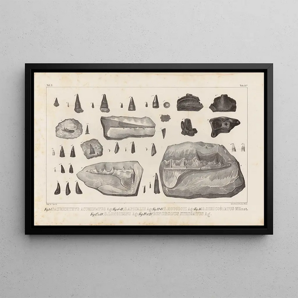 Louis Agassiz - Recherches sur les poissons fossiles Pl214.webp