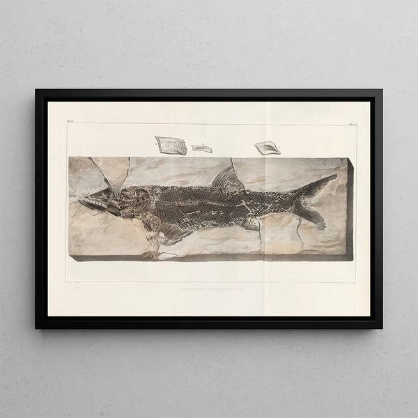 Louis Agassiz - Recherches sur les poissons fossiles Pl218.webp