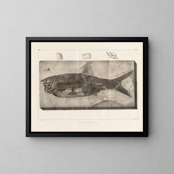 Recherches sur les poissons fossiles Pl. 220 - Louis Agassiz — cuadro enmarcado en la pared