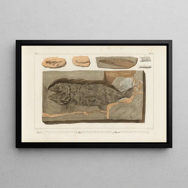 Louis Agassiz - Recherches sur les poissons fossiles Pl222.webp