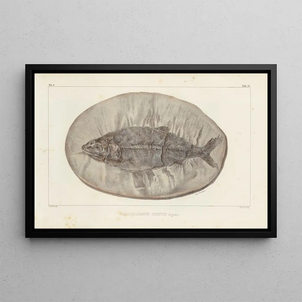 Investigaciones sobre los peces fósiles Pl223 - Louis Agassiz — cuadro enmarcado en la pared