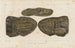 Recherches sur les poissons fossiles, Pl229 - Louis Agassiz — vista de la obra