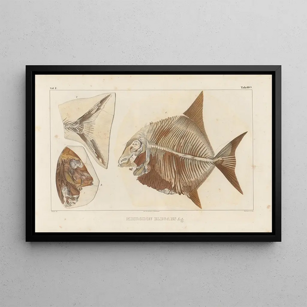Recherches sur les Poissons Fossiles Pl244 - Louis Agassiz — framed artwork on a wall