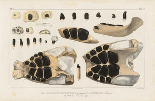 Louis Agassiz - Recherches sur les poissons fossiles Pl246.webp