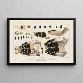 Louis Agassiz - Recherches sur les poissons fossiles Pl246.webp
