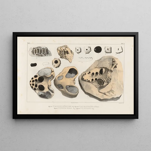 Louis Agassiz - Recherches sur les poissons fossiles Pl247.webp