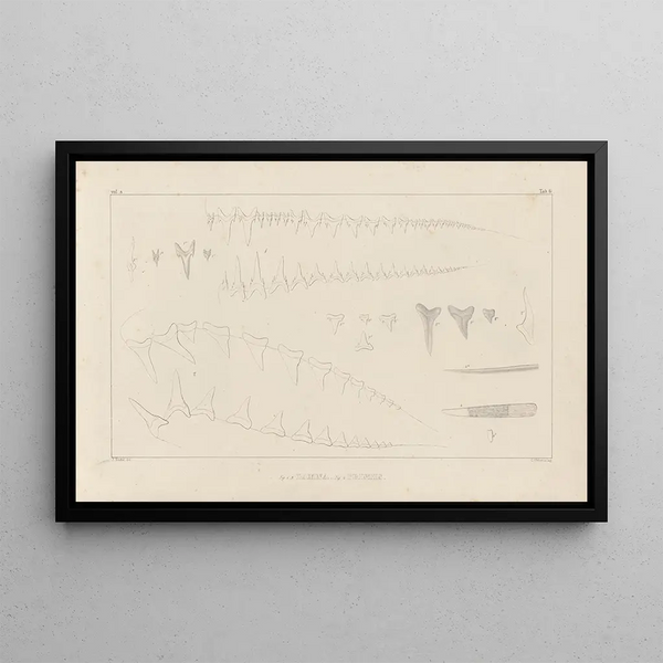 Louis Agassiz - Recherches sur les poissons fossiles Pl259.webp