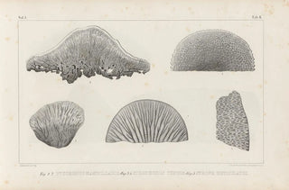 Louis Agassiz - Recherches sur les poissons fossiles Pl262.webp