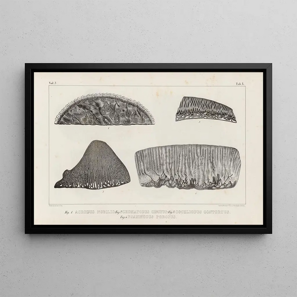 Louis Agassiz - Recherches sur les poissons fossiles Pl263.webp