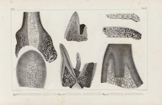 Louis Agassiz - Recherches sur les poissons fossiles Pl266.webp