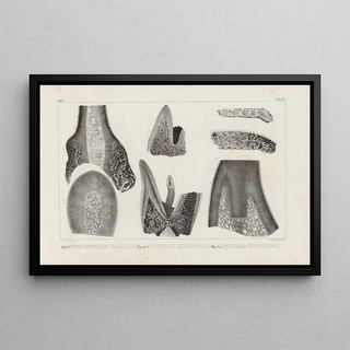 Louis Agassiz - Recherches sur les poissons fossiles Pl266.webp
