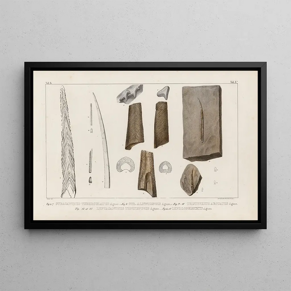 Investigaciones sobre los peces fósiles Pl274 - Louis Agassiz — cuadro enmarcado en la pared