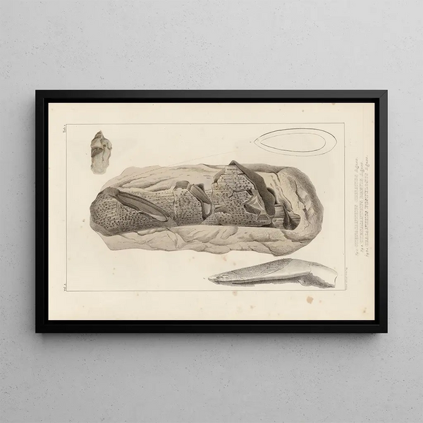Louis Agassiz - Recherches sur les poissons fossiles Pl275.webp