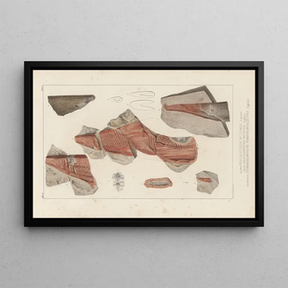 Louis Agassiz - Recherches sur les poissons fossiles Pl276.webp