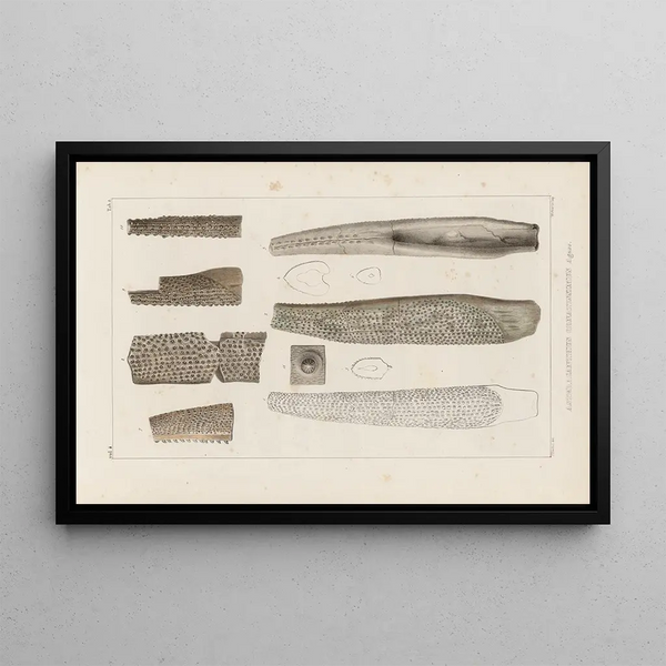 Louis Agassiz - Recherches sur les poissons fossiles Pl281.webp