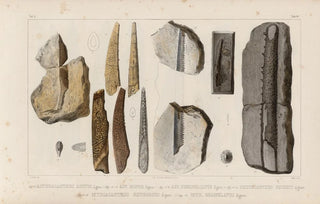 Louis Agassiz - Recherches sur les poissons fossiles Pl282.webp