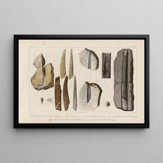 Louis Agassiz - Recherches sur les poissons fossiles Pl282.webp
