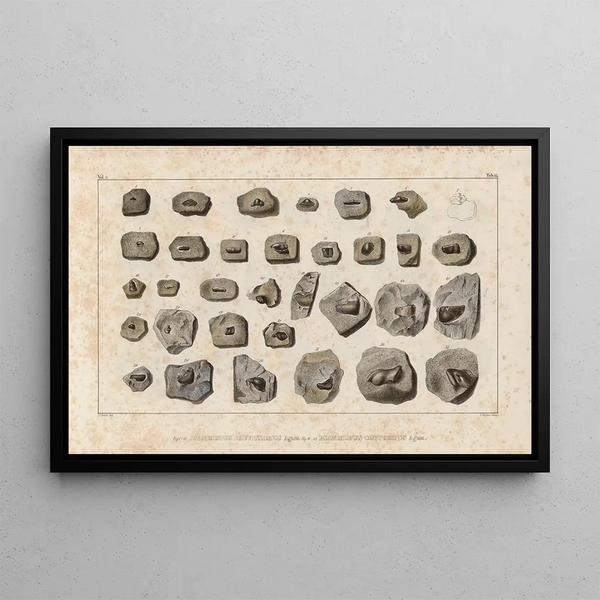 Recherches sur les poissons fossiles Pl291 - Louis Agassiz — framed artwork on a wall