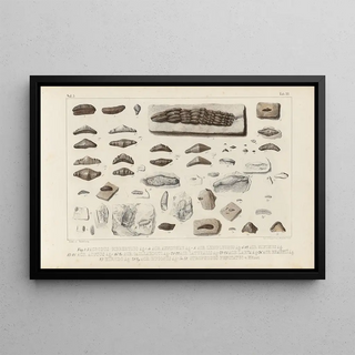 Louis Agassiz - Recherches sur les poissons fossiles Pl299.webp