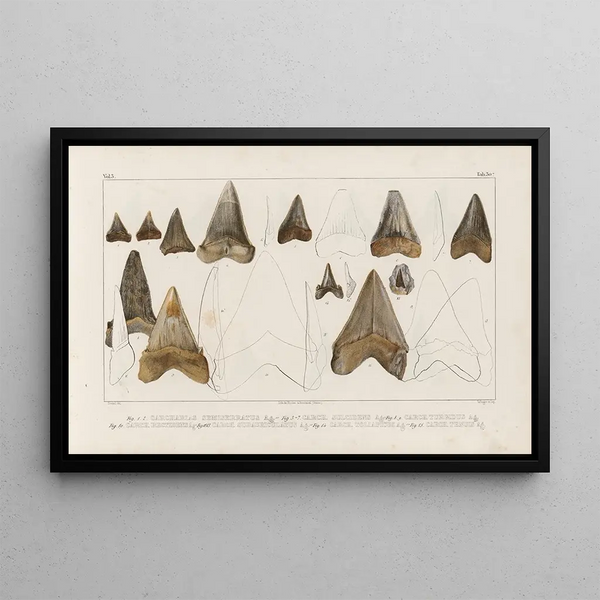 Louis Agassiz - Recherches sur les poissons fossiles Pl313.webp