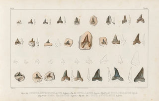 Louis Agassiz - Recherches sur les poissons fossiles Pl315.webp