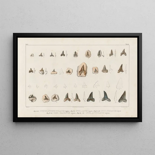 Louis Agassiz - Recherches sur les poissons fossiles Pl315.webp