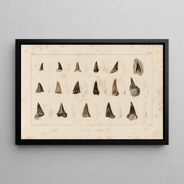 Recherches sur les poissons fossiles Pl317 - Louis Agassiz — framed artwork on a wall