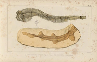 Louis Agassiz - Recherches sur les poissons fossiles Pl323.webp