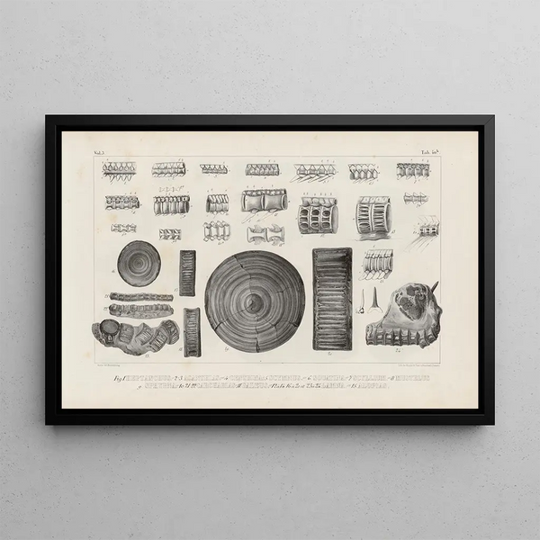 Louis Agassiz - Recherches sur les poissons fossiles Pl326.webp