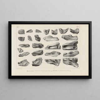 Louis Agassiz - Recherches sur les poissons fossiles Pl328.webp