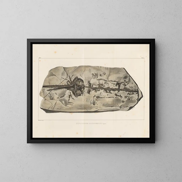 Recherches sur les poissons fossiles - Louis Agassiz — cuadro enmarcado en la pared
