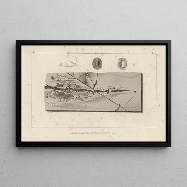 Investigaciones sobre los peces fósiles Pl331 - Louis Agassiz — cuadro enmarcado en la pared