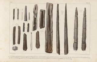 Louis Agassiz - Recherches sur les poissons fossiles Pl333.webp