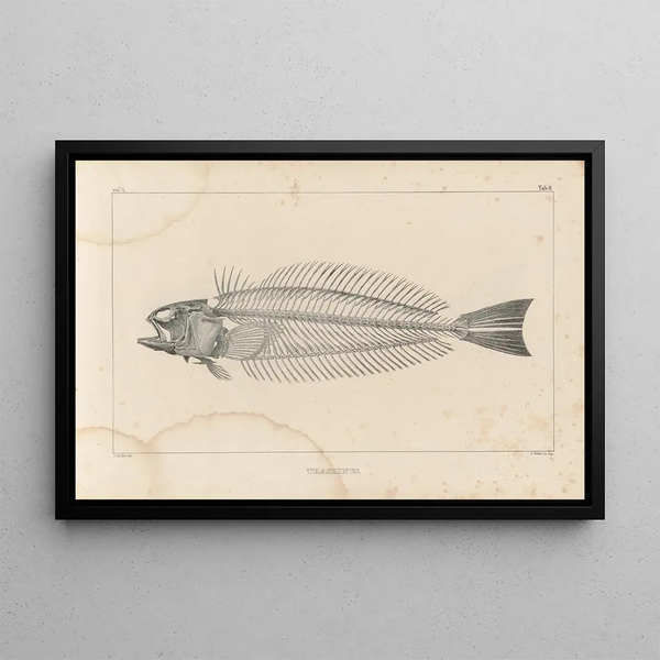 Recherches sur les poissons fossiles Pl340 - Louis Agassiz — framed artwork on a wall