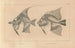 Recherches sur les poissons fossiles Pl342 - Louis Agassiz — artwork view
