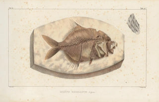 Louis Agassiz - Recherches sur les poissons fossiles Pl366.webp