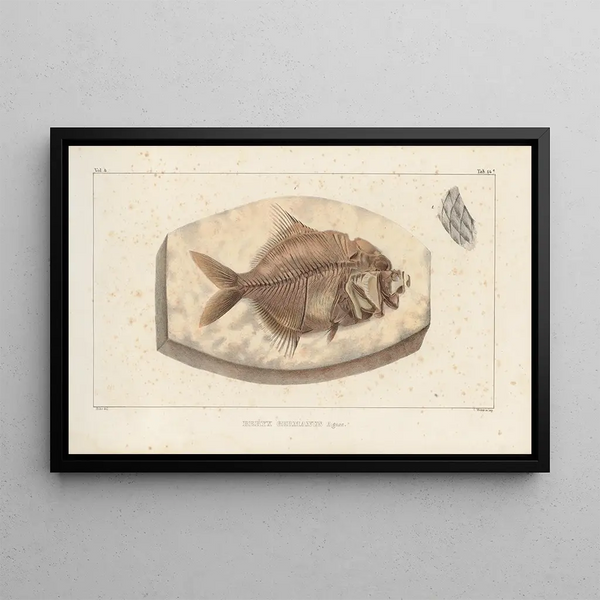 Investigaciones sobre los peces fósiles Pl366 - Louis Agassiz — cuadro enmarcado en la pared