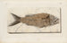 Recherches sur les poissons fossiles Pl376 - Louis Agassiz — vista de la obra
